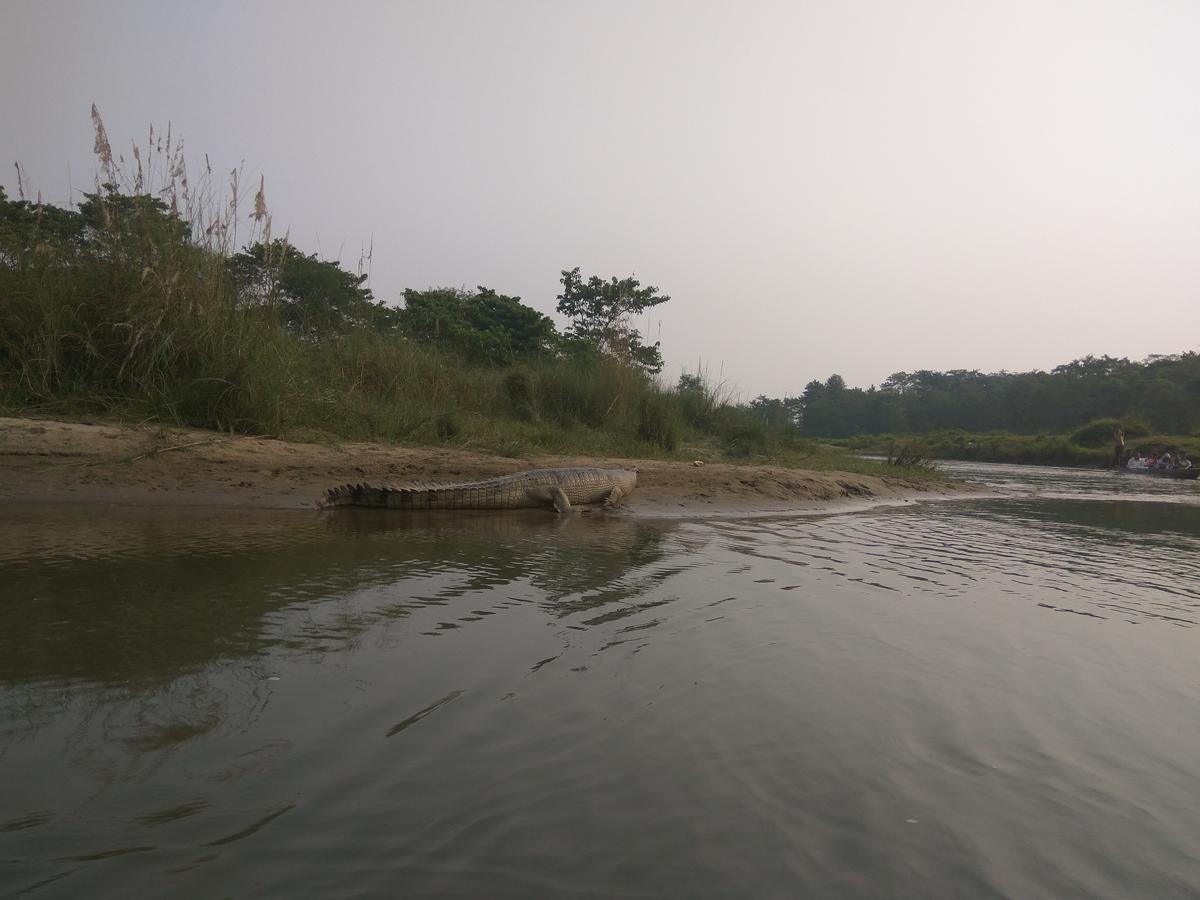 Hotel Tree Tops Sauraha Exterior foto